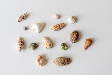 Seashells collection on a white isolated background