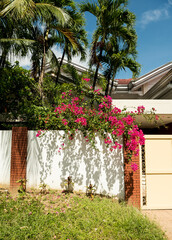 Fototapeta na wymiar Shot of a colonial-style house entrance with a beautiful decorative bougainvillea tree
