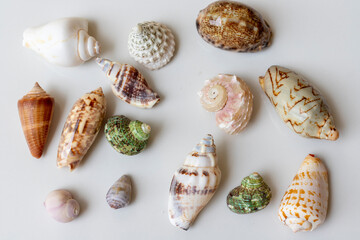 Seashells of various shapes and types on white isolated background