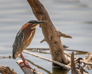 A Green Heron (Butorides virescens) perches on a submerged tree at the Sepulveda Basin Wildlife Reserve in Van Nuys, CA.