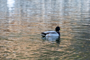 ducks on the water