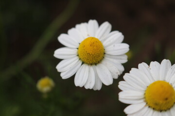 Obraz premium Manzanilla margarita , huerta organica