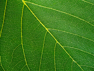 Green leaf texture. background texture. Natural of green leaf.
