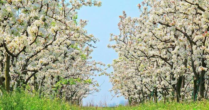 White pear flowers bloom in the spring garden. Beautiful pear blossoms natural landscape in the orchard. 4K real time footage.