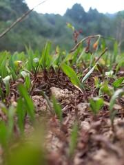 field of corn