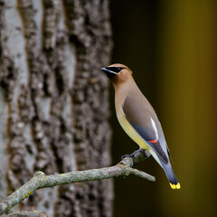 Cedar Waxwing Perched On Limb-5580