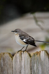 Mockingbird Perched On Fence-6698