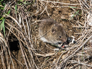 mouse in the grass