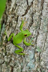 モリアオガエル