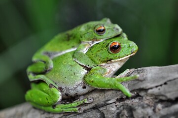 モリアオガエル