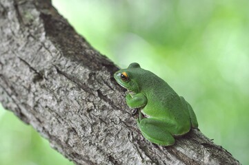 モリアオガエル