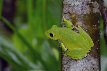 モリアオガエル