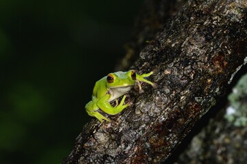 モリアオガエル
