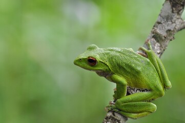 モリアオガエル