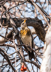 red tailed hawk