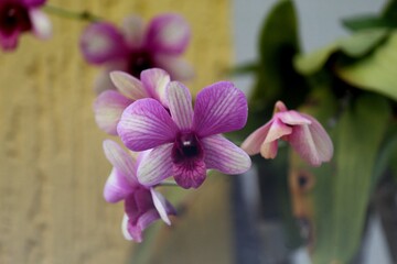 planta flor orquídea - orchidaceae