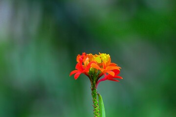 Obraz premium planta flor orquídea - orchidaceae