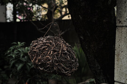 「巻き簀」の画像 13,017 件の Stock 写真、ベクターおよびビデオ Adobe Stock