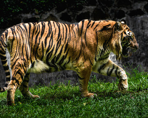 The Tiger Expression ready to pounce, Panthera tigris  is the largest living cat species and a member of the genus Panthera.