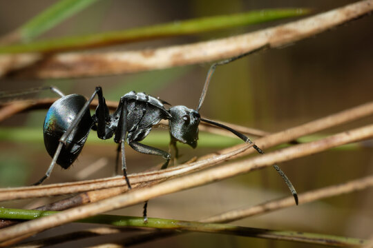 Subgenus Myrma a member of Spiny Sugar Ants Genus Polyrhachis