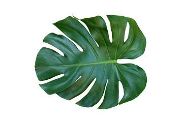 monstera leaf isolated include path