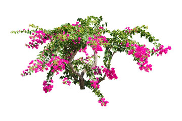 pink flower isolated include path