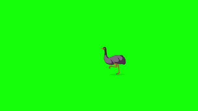 The ostrich runs back and forth chroma key