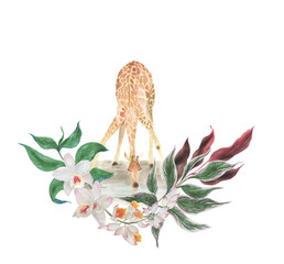 Giraffe leaned over drinking water with floral composition. Hadn drawn with watercolor tropical print