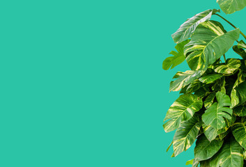 Fototapeta na wymiar green plant green background