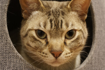portrait of a chocolate spotted Australian mist cat with chocolate spotted 