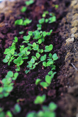 Greenery in a greenhouse. Fresh greens in the spring on the beds. Young sprouts of seedlings in the garden.