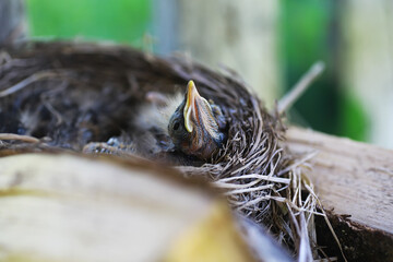 Bird's nest with bird in early summer. Eggs and chicks of a small bird. Starling. Feeds the chicks.