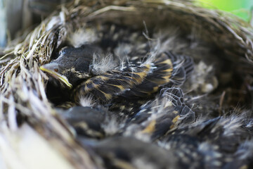 Bird's nest with bird in early summer. Eggs and chicks of a small bird. Starling. Feeds the chicks.