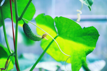 Greenery in a greenhouse. Fresh greens in the spring on the beds. Young sprouts of seedlings in the garden.