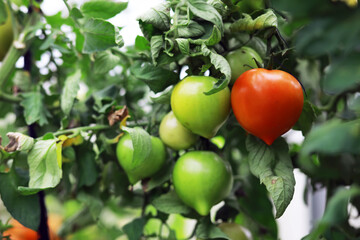 Farmers hands with freshly harvested tomatoes. Freshly harvested tomatoes in hands. Hand holding organic green natural healthy food.