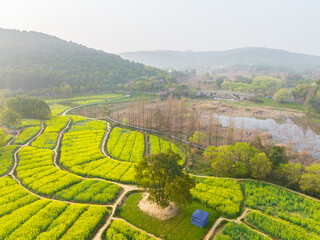 Spring scenery of rapeseed flowers in East Lake Forest Park in Wuhan, Hubei, China
