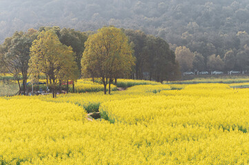 Spring scenery of rapeseed flowers in East Lake Forest Park in Wuhan, Hubei, China
