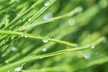 しずくの付いたスギナ