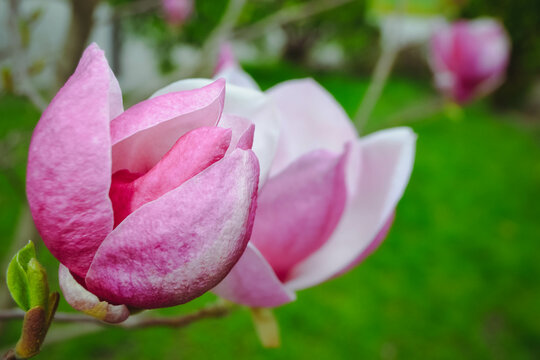 Spring magnolia flower in botanical garden close up. blooming tree - beautiful blossomed magnolia branch in spring - magnolia flower. High quality photo