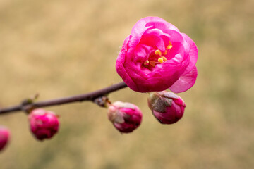 Beautiful elm leaf plum flowers in a park, North China