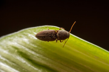 A nail perches on green plants in the wild, North China