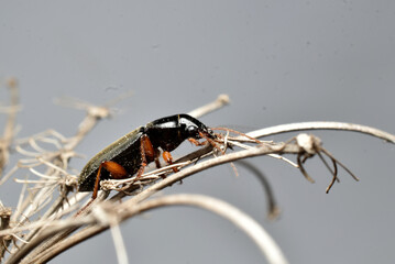 Small black beetle sits on a dry flower.