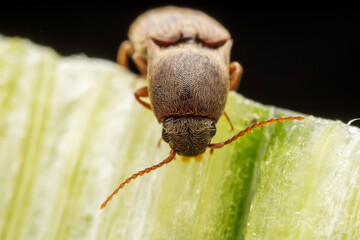 A nail perches on green plants in the wild, North China