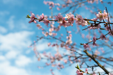Apricot blossoms in full bloom with beautiful pink petals against blue sky background.