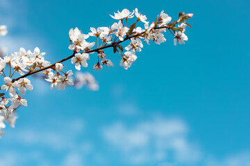 Apricot blossoms in full bloom with beautiful pink petals against blue sky background.