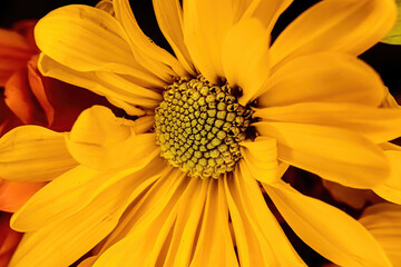 Close up of yellow colored daisy
