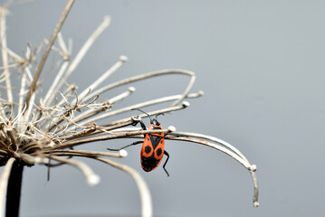 The bug Pyrrhocoris apterus hangs on dry grass.