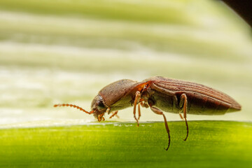 A nail perches on green plants in the wild, North China