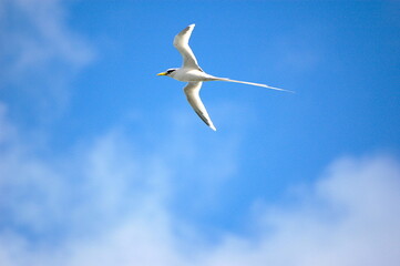 white seagull with long tail symbol of mauritius