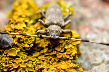A gray barbel beetle basks on the moss.